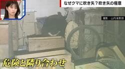 りんごを食べ漁るクマ、なぜ“吹き矢”で捕獲？「何時代だよ」との声も…吹き矢の名手が理由を解説