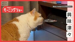 「興味津々だニャン」ゲーム機を使いこなし…ディスクを早わざキャッチ　なぜ出した？