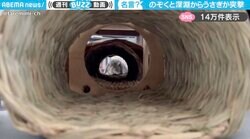 「もふもふが襲ってくる…」深淵から突撃してくるウサギに「ありがたい！」「疲れた時は深淵をのぞくことにします」と反響