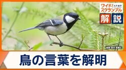 鳥の言葉を解明「集まれ」「ヘビだ」の鳴き声とは？　だまして餌を得る例も…　世界が注目する動物言語学者の研究