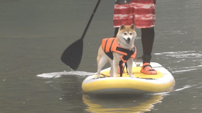 「感動だワン！」柴犬かぼすちゃん、 美しすぎる大自然の中でカヌー挑戦で 12枚目