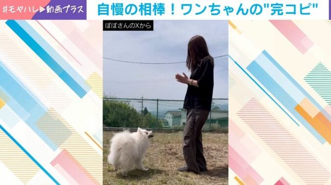 ぽぽくん