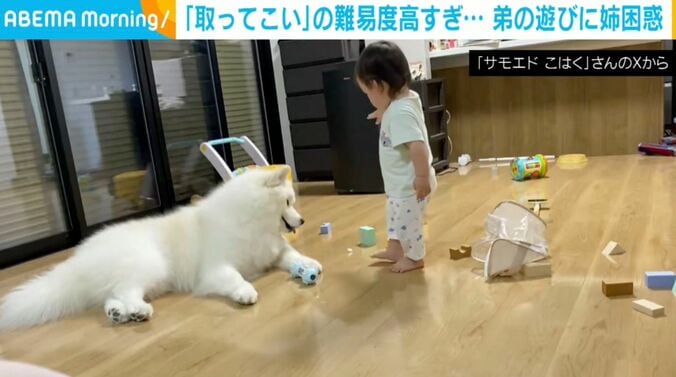 サモエドのこはくちゃん