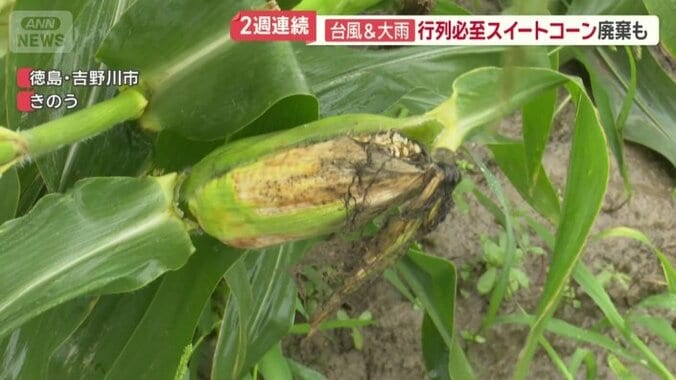 この時期しか採れない「甘々娘」