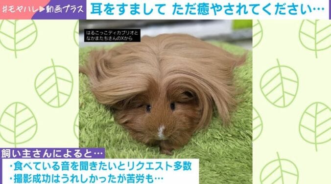 ディカプリオくん