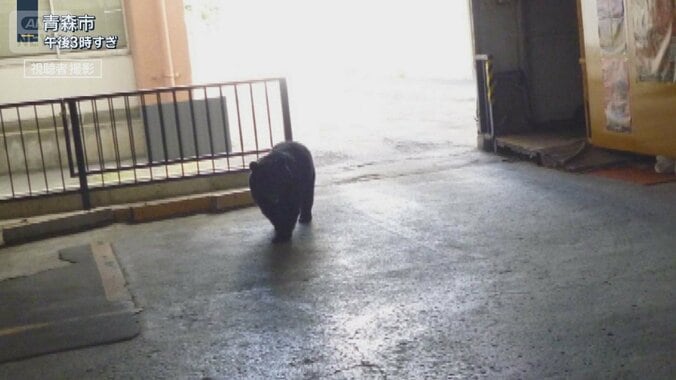 商業ビルにクマ居座り一時騒然…閉じ込められた人も　東北6県全てで目撃相次ぐ 1枚目