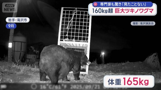 巨大なツキノワグマ