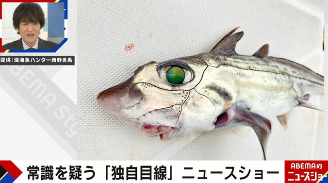 提供：深海魚ハンター西野勇馬