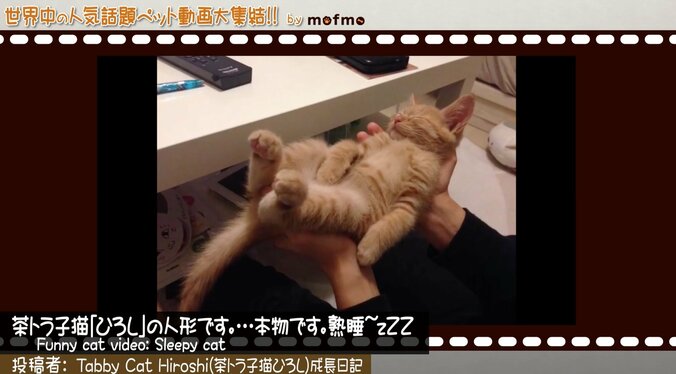 「手の上で熟睡中ニャ」可愛い猫＆犬が大集結 『mofmo』とのコラボ番組をAbemaTVで放送 4枚目