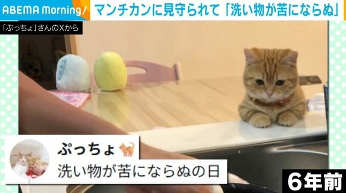 マンチカンのぷてぃこちゃん