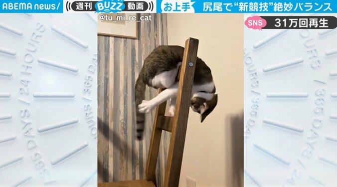 「届きそうで、届かない…」絶妙なバランスの猫に“笑撃”の結末 1枚目