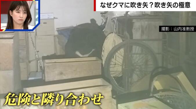 クマ（撮影：山内准教授）