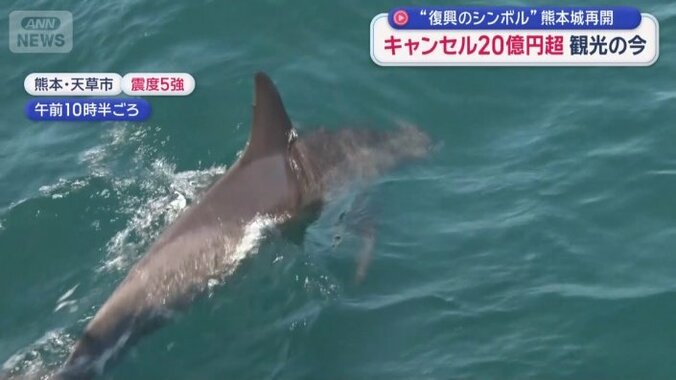 イルカウォッチング