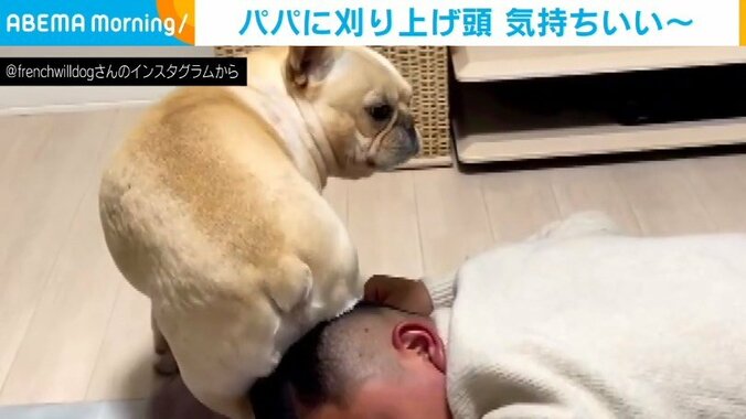 “孫の手”代わり? 飼い主の頭にお尻をスリスリする犬 「パパの頭をなんだと思ってるw」とツッコミの嵐 1枚目