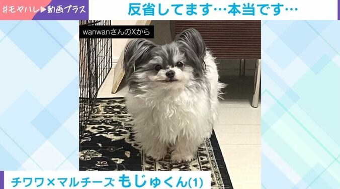 もじゅくん