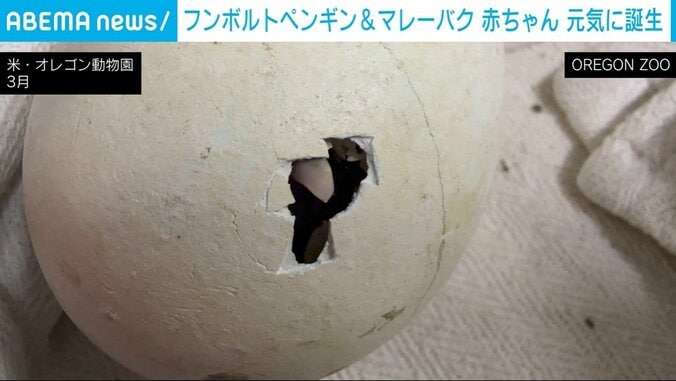 ペンギンのヒナ