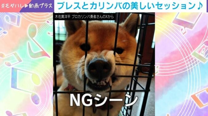 柴犬