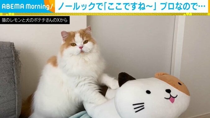 スコティッシュフォールドのレモンくん（5歳）