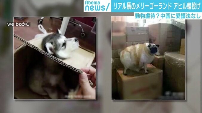 クレーンゲームに生きた猫、梱包され配送される犬も…中国で動物へのトンデモ行為が横行 3枚目