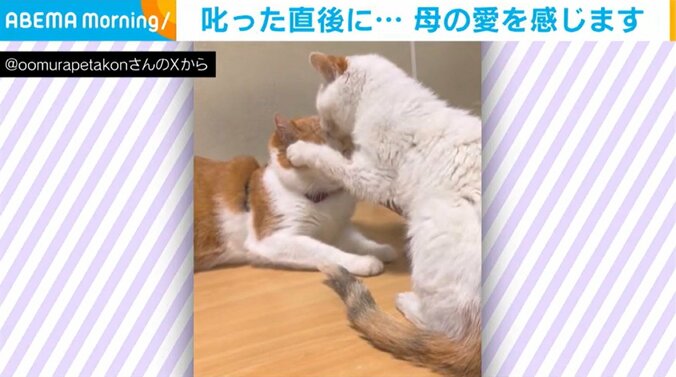 猫のペタ郎くん（10歳）と母猫のコンちゃん（12歳）