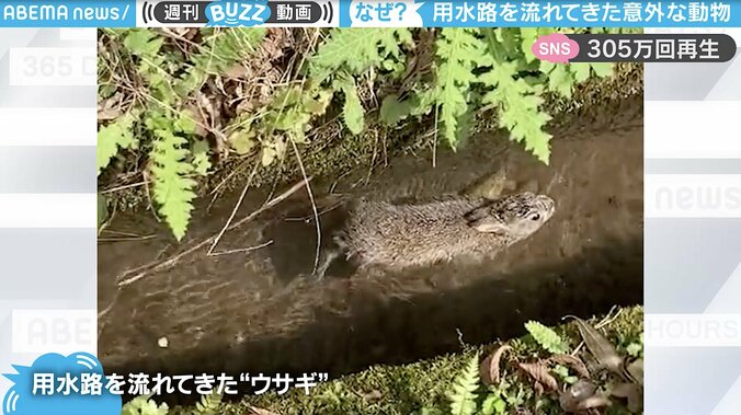 撮影者困惑の“珍光景“ 用水路に謎のウサギ 器用に泳ぎ上流へ「逃走」 未だ行方知れず…か？ 1枚目