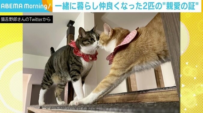 飼い主「熱いねぇ」 唯一懐いた先輩猫との“鼻チュー”に反響 「これがニャンチュー」 1枚目