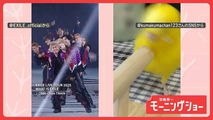 「頭回ります」 ときめき届ける!? Choo Choo インコさん パフォーマンスしてる?