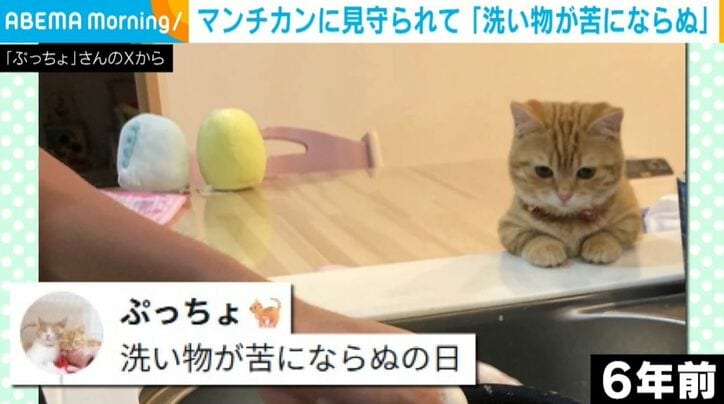 マンチカンのぷてぃこちゃん