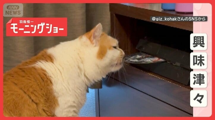 「興味津々だニャン」ゲーム機を使いこなし…ディスクを早わざキャッチ なぜ出した?