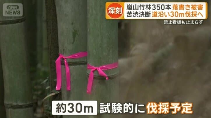 約30メートルを試験的に伐採予定