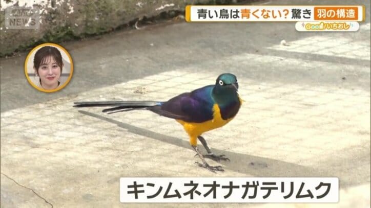 キンムネオナガテリムク