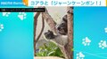 ジャンケン“ポン”をするコアラの愛くるしい姿に「負けてもいいです」「可愛すぎる」と反響