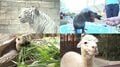 動物たちの可愛すぎる“食事タイム”に密着！ ホワイトタイガーこだわりのディナーとは？