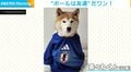 ボールは友だち！“見事なドリブル”を披露する柴犬に「とてもセンスある！」「ゴォ〜〜ル」など反響