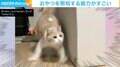 驚異の瞬発力！ 猫の“おやつ察知能力”を捉えた決定的瞬間