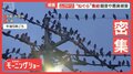 ムクドリが関東各地に大量出没 深夜も続く騒音…フンや悪臭被害も 近隣住民は悲鳴