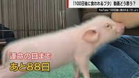 【映像】渦中のブタ「カルビくん」