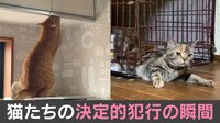 猫たちの決定的犯行の瞬間