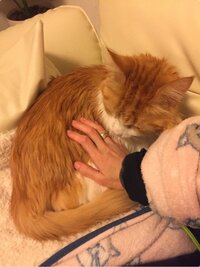 遠野なぎこ『『あたし、おかあさんだから』』