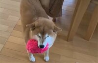 【映像】柴犬が見せた小刻みステップ
