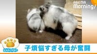 娘を運ぼうとするも足が滑るっ！ 頑張るお母さんハムスター