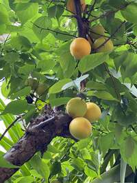 川崎麻世『梅干し作り』