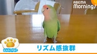 【映像】手拍子に絶妙な“合いの手”を入れるインコ