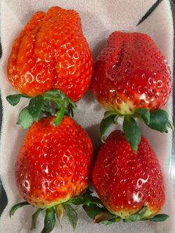  假屋崎省吾、本当に大きな差し入れに歓喜「と～っても美味しい」 