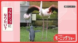 同じ動き！翼を広げて片足立ちも　マネするペンギンさん　フラミンゴになりたいの？