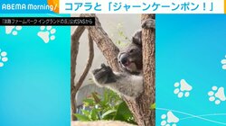 ジャンケン“ポン”をするコアラの愛くるしい姿に「負けてもいいです」「可愛すぎる」と反響