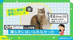 「すしざんまいかと思った」猫が毛づくろい中に見せた驚きのアクロバティックポーズに反響続々