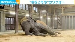 砂遊びするゾウがまるで“きなこもち” 4トン超の巨体をゴロンゴロンする姿が話題