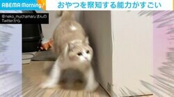 驚異の瞬発力！ 猫の“おやつ察知能力”を捉えた決定的瞬間