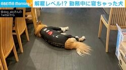 「解雇レベルの勤務態度」入り口前で“爆睡する看板犬” ピークタイムでも気にしない自由すぎる姿が話題に